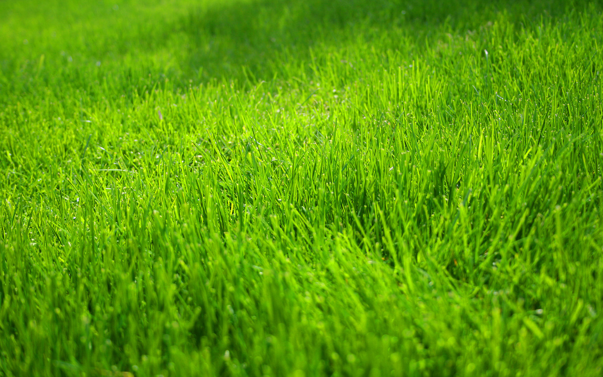 green_grass